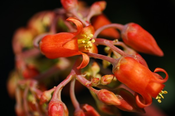 Pigs Ear Cactus by Joy Watson